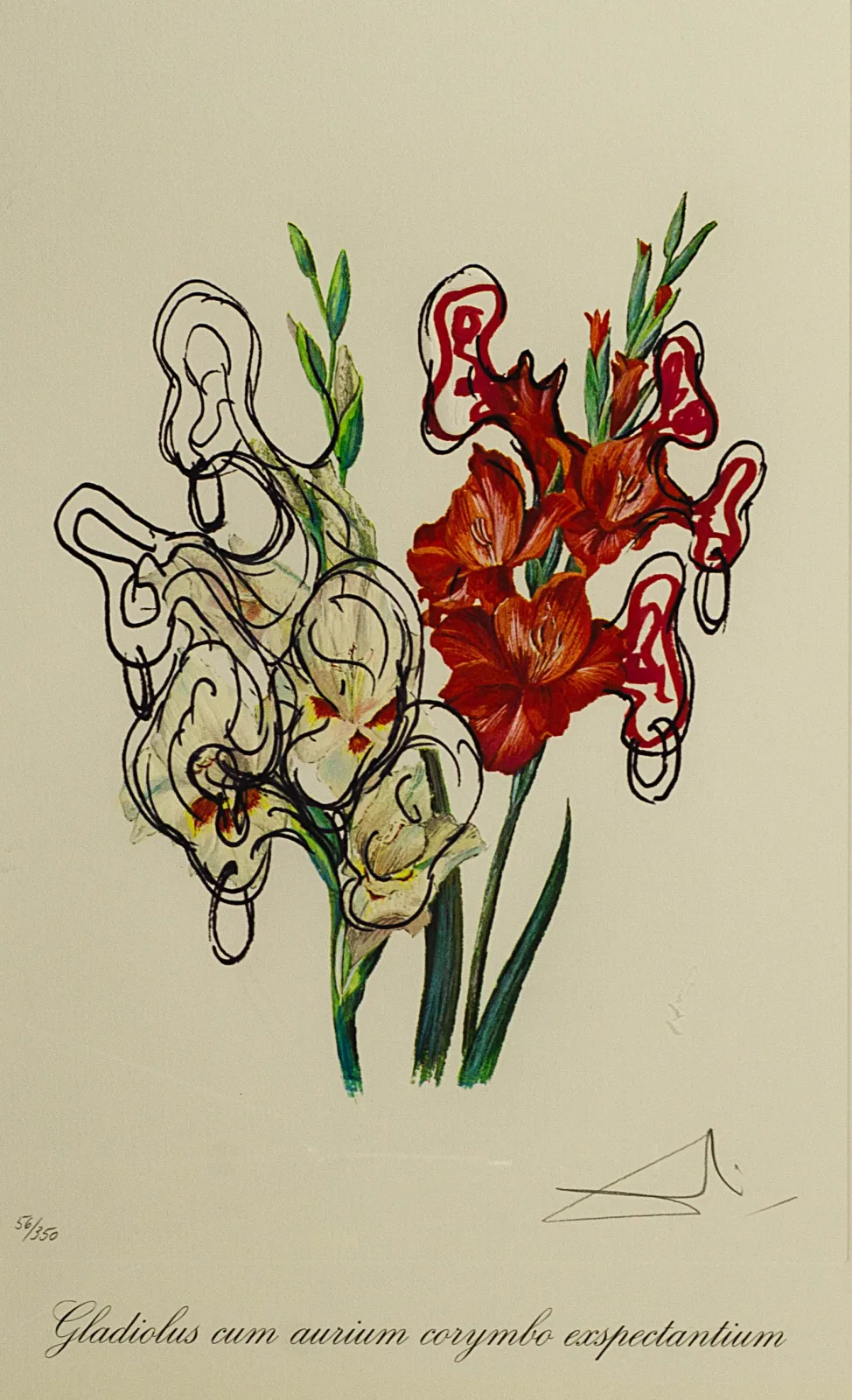 Salvadoras Dali (Salvador Dali) – Gladiolė | Florals. Gladiolus cum aurium corymbo exspectantium. Iš ciklo „Surrealist Flowers“