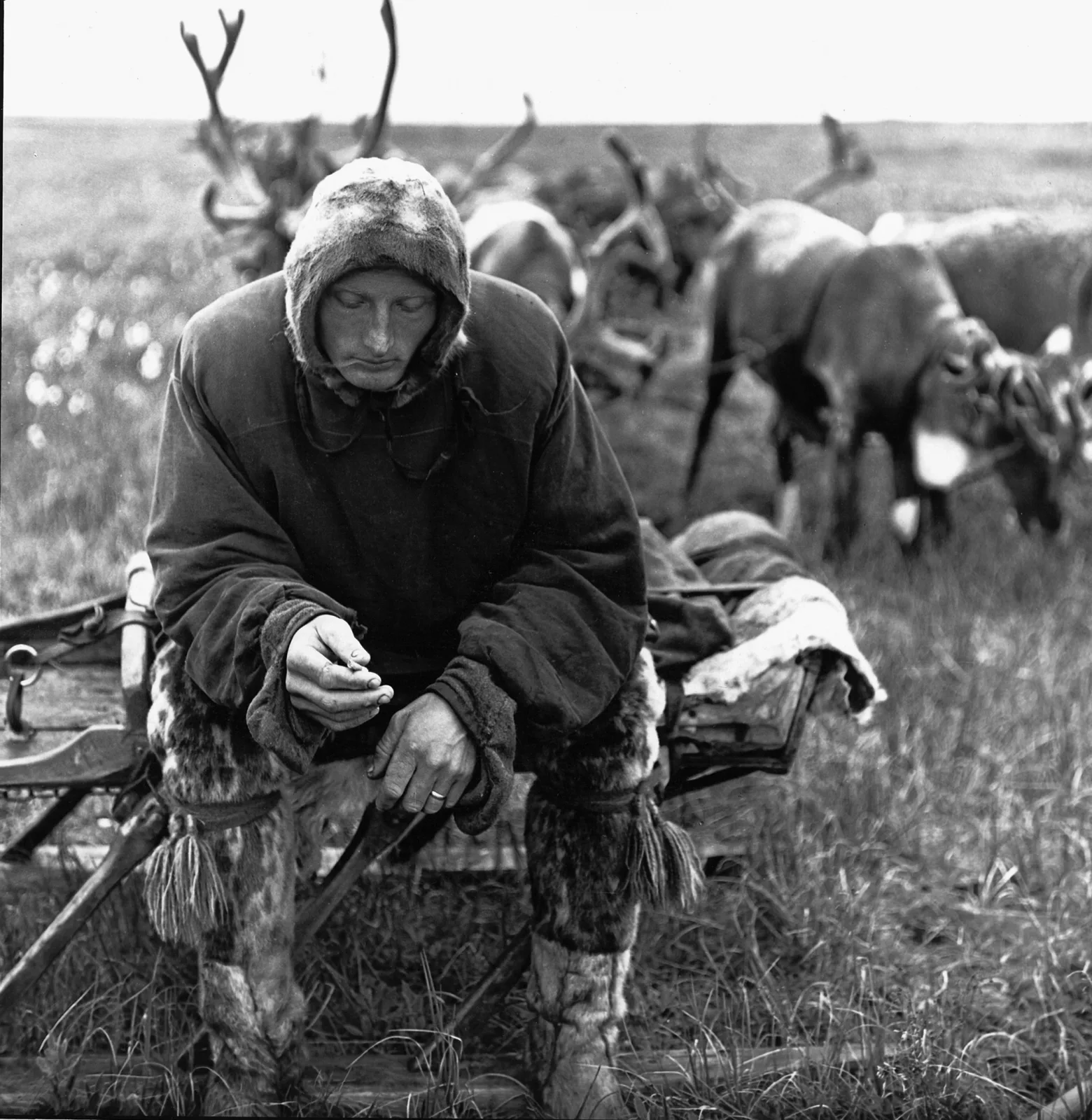Juozas Kazlauskas – Elnių augintojas. Jugros tundra