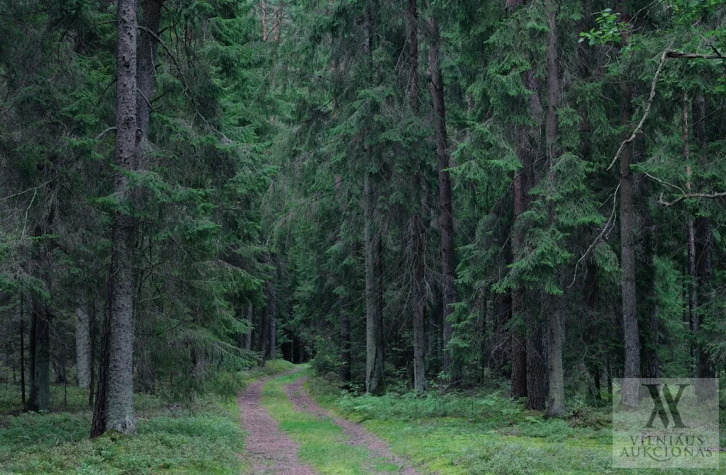 Vidmantas Ilčiukas – Miškas, 2