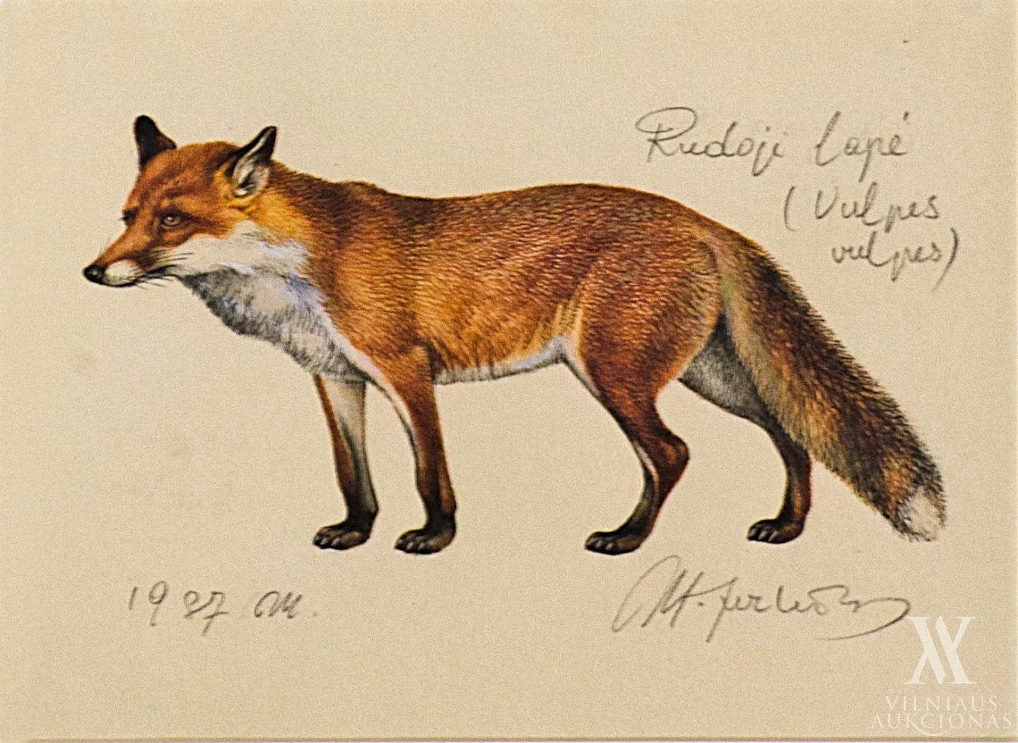 Vilius Antanas Jurkūnas – Lietuvos fauna