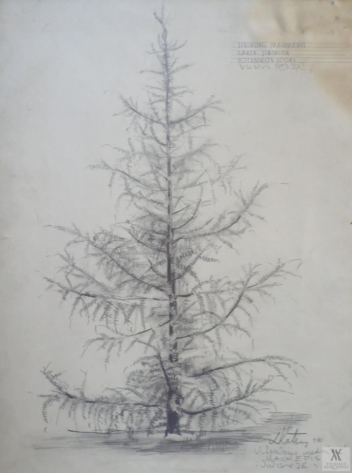 Linas Leonas  Katinas – Iš ciklo "Vilniaus medžiai: Larix Sibirica"