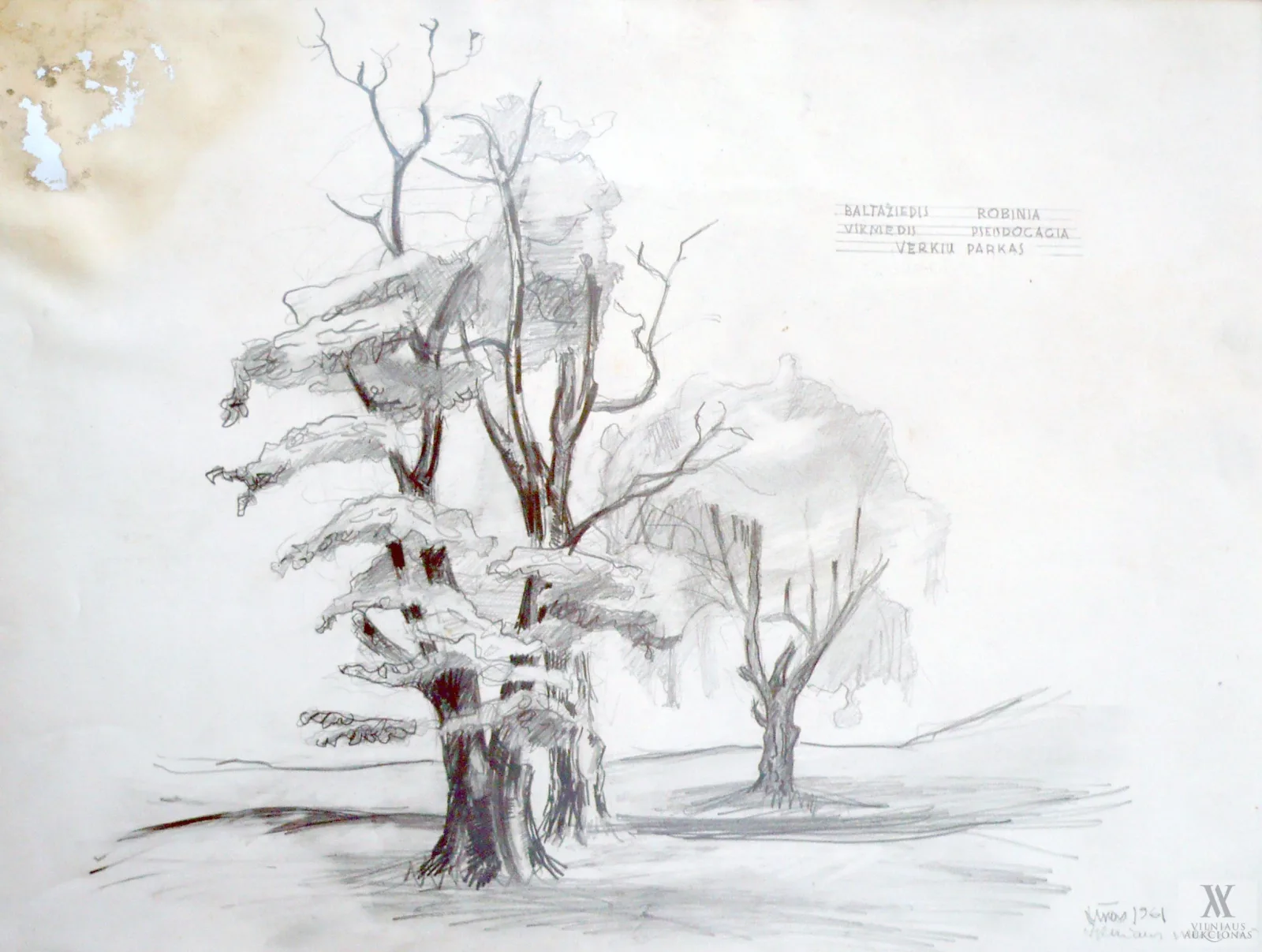 Linas Leonas  Katinas – Iš ciklo „Vilniaus medžiai”: Robinia Pseudocacia (Baltažiedis vikmedis)
