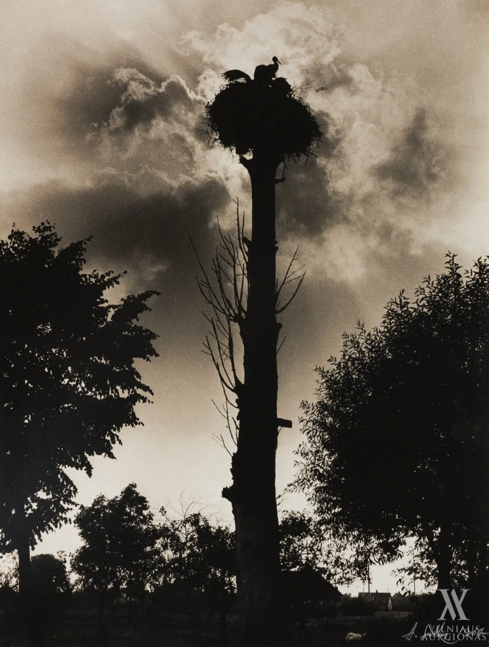 Antanas Sutkus – Gandralizdis