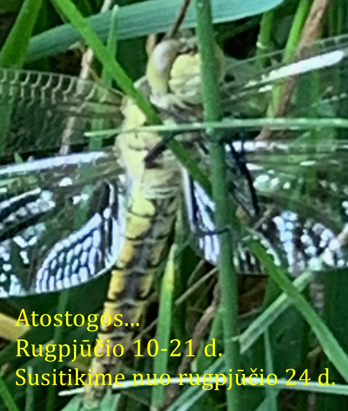 Atostogos