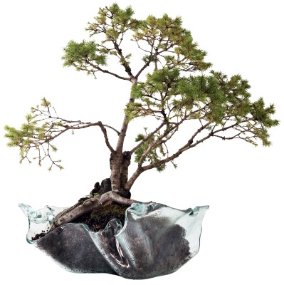 Viktoras Dailidėnas – Picea glauca ‘Conica’ (Baltoji eglė) stiklo inde